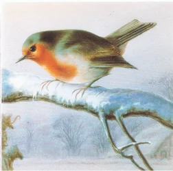 ロビン、カラークリスマスカード